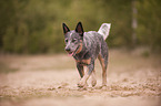 walking Australian Cattle Dog