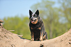 sitting Australian Cattle Dog