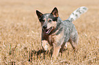 running Australian Cattle Dog