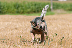 Australian Cattle Dog