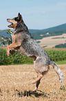 jumping Australian Cattle Dog