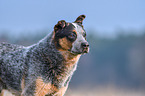 Australian Cattle Dog Portrait