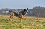 Australian Cattle Dog