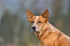 Australian Cattle Dog Portrait