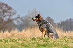 sitting Australian Cattle Dog