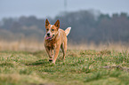 walking Australian Cattle Dog