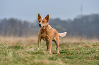 Australian Cattle Dog