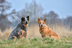 2 Australian Cattle Dogs