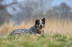 lying Australian Cattle Dog