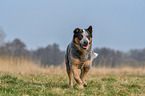 running Australian Cattle Dog