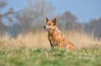 sitting Australian Cattle Dog