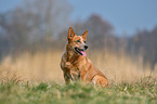 sitting Australian Cattle Dog