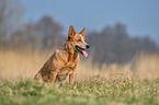 sitting Australian Cattle Dog