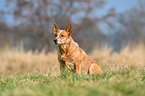 sitting Australian Cattle Dog