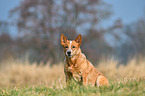 sitting Australian Cattle Dog