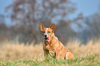 sitting Australian Cattle Dog