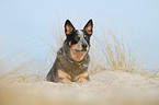 lying Australian Cattle Dog