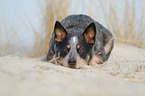 lying Australian Cattle Dog