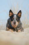 lying Australian Cattle Dog