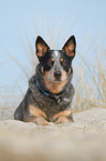 lying Australian Cattle Dog