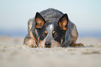 lying Australian Cattle Dog