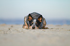 lying Australian Cattle Dog