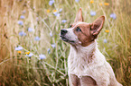 Australian Cattle Dog Portrait