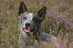 lying Australian Cattle Dog