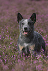 standing Australian Cattle Dog