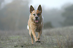 running Australian Cattle Dog