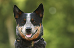 Australian Cattle Dog portrait