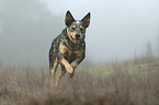 running Australian Cattle Dog