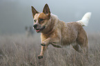 running Australian Cattle Dog