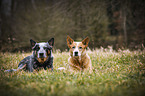 lying Australian Cattle Dogs