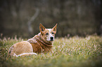 lying Australian Cattle Dog