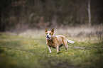 standing Australian Cattle Dog