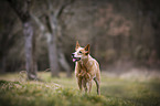 standing Australian Cattle Dog