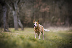 standing Australian Cattle Dog