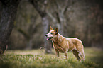 standing Australian Cattle Dog