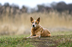 lying Australian Cattle Dog