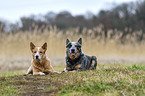 lying Australian Cattle Dogs