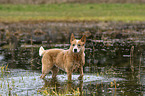 standing Australian Cattle Dog