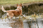 Australian Cattle Dog in the water