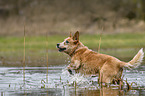 Australian Cattle Dog in the water