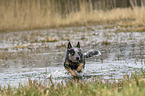 Australian Cattle Dog in the water