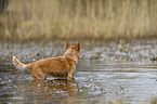 Australian Cattle Dog in the water