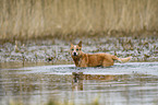 Australian Cattle Dog in the water