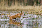 Australian Cattle Dog in the water