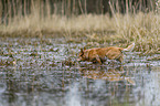 Australian Cattle Dog in the water