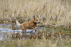 Australian Cattle Dog in the water